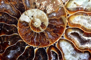Ammonite fossil shell - obrazy, fototapety, plakaty