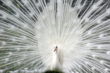 Obraz premium white peachock