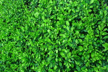Background of green leaves