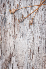 Grunge background with dry plants on the old wood
