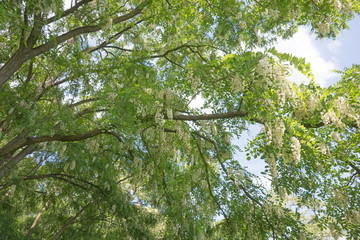 Blüten der Robinie