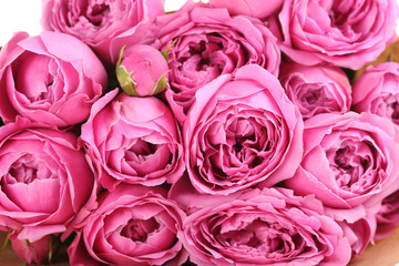 Beautiful pink roses background, close up