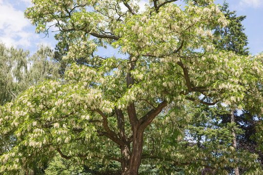 Bl&uuml;ten der Robinie