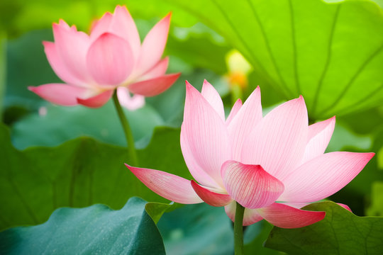 Fototapeta Beautiful lotus flower