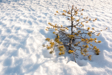 Small stunted pine tree growing on snow