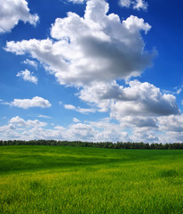 Fototapeta na wymiar Green field and blue sky. Beatiful green field with blue sky.