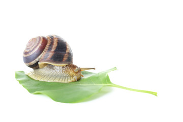 Brown snail on green leaf on a white background