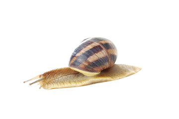 Brown snail isolated on a white background