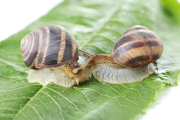 Brown snails on green leaf, close up