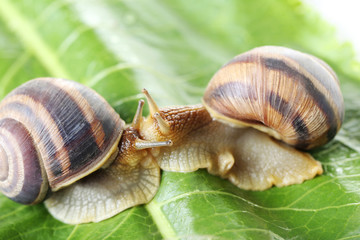 Brown snails on green leaf, close up