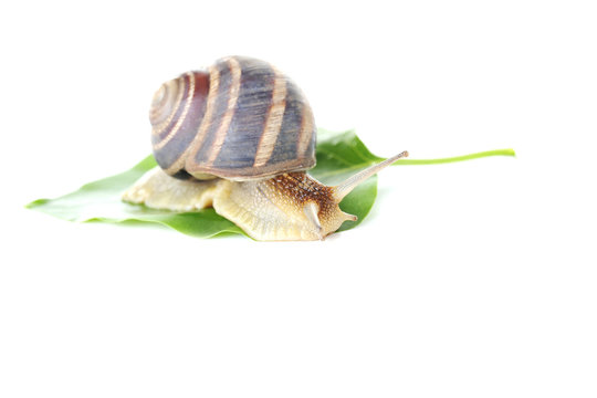 Brown snail on green leaf on a white background