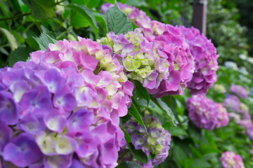 Hydrangea getting wet in the rain