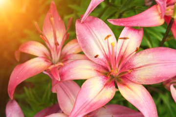 Obraz na płótnie Canvas Beautiful lilies on flowerbed