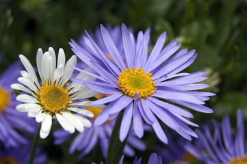 Fototapeta premium Two asters, white and purple
