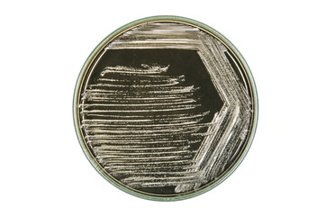 Cross streak of Saccharomyces cerevisiae (baker yeast) growing on yeast extract peptone dextrose...