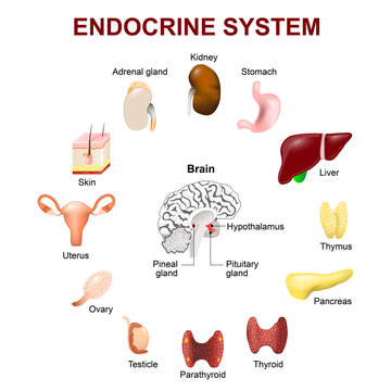 Endocrine system. Set icons