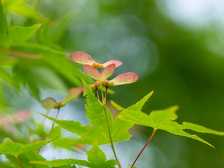 イロハモミジの種と翼