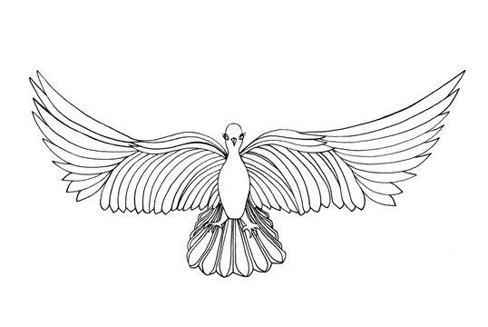 Dove in free flight. Isolated on white background. Drawn by hand