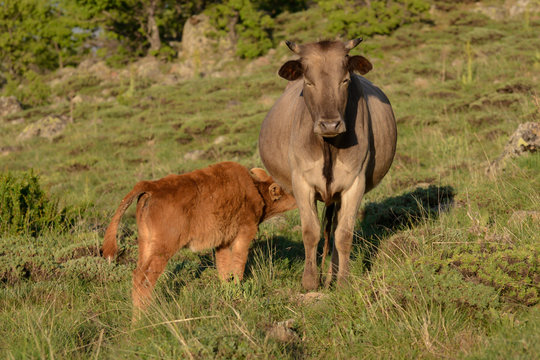 inek yavrusunun s&uuml;t emişi