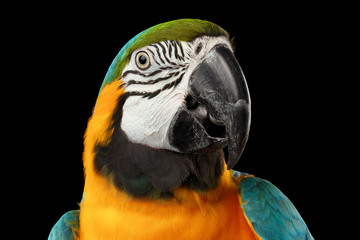 Naklejka premium Closeup Portrait of a Blue and Yellow Macaw Parrot Face Isolated on Black Background