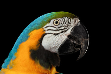 Closeup Portrait of a Blue and Yellow Macaw Parrot Face Isolated on Black Background - obrazy, fototapety, plakaty
