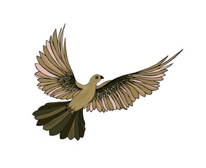 Dove in free flight. Isolated on white background.