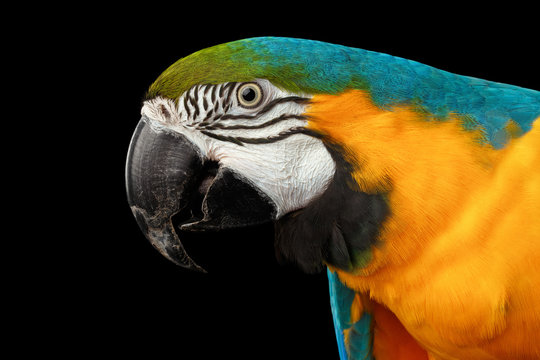 Fototapeta Closeup Portrait of a Blue and Yellow Macaw Parrot Face Isolated on Black Background