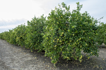 Fototapeta na wymiar lemon orchard in california
