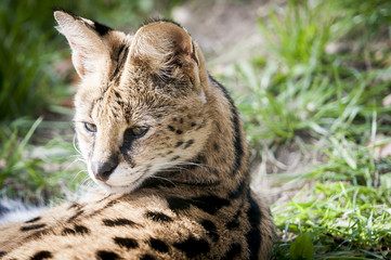 Fototapeta premium Serval