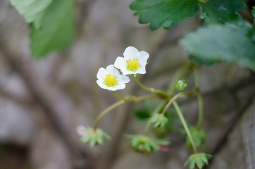 strawberry flowers. strawberry plantation in northern of Thailand