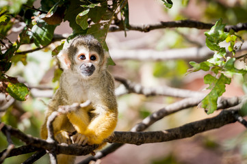 Petit singe saïmiri jaune à tête noire