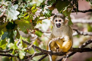 Singe saimiri jaune