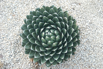 Agave victoriae-reginae en los jardines de Costa i Llobera, Barcelona