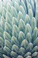 Fototapeta premium Agave victoriae-reginae en los jardines de Costa i Llobera, Barcelona