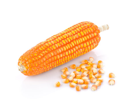 Dry corn on white on white background