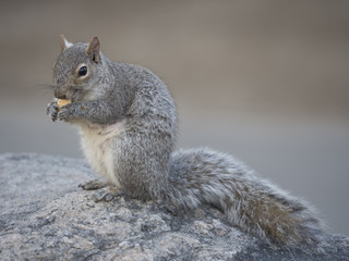 Sciurus carolinensis, common name eastern