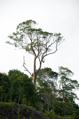 tree in the nature forest , white sky background