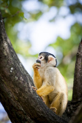 Singe saimiri jaune