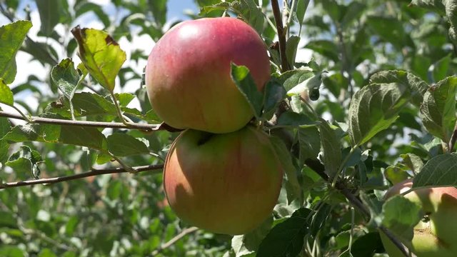 Organic fresh apples healthy fruit background in 4K UHD 3840X2160 footage - Healthy fresh apples UHD 4K 2160p high definition video 