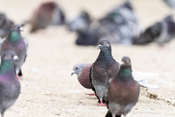 Obraz premium Group Of Pigeons Walking On Road