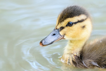 Baby Duck Bird Swimming On Water