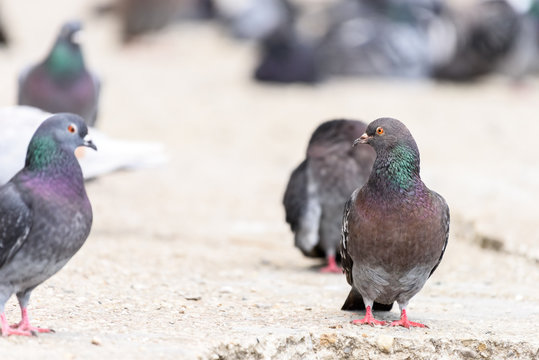 Group Of Pigeons Walking On Road