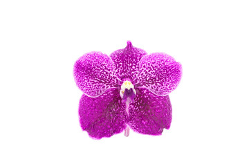 Purple orchid flowers with drop water on white background