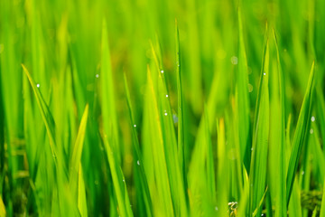 Natural green background.