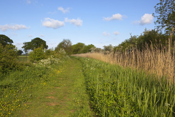 canal towpath with wildflowers