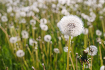 Fototapeta na wymiar Dandelion with white fluffy seeds