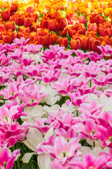 Tulip field in Keukenhof Gardens, Lisse, Netherlands