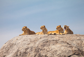 Fototapeta premium Lion family