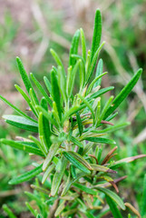 Obraz premium Rosmarin