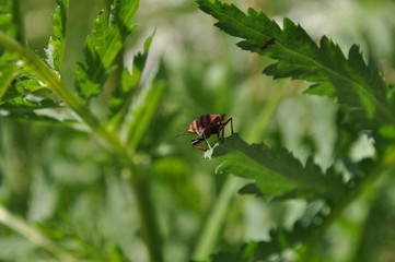 Italian bug